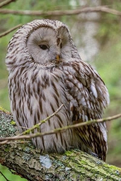 owl spirit animal